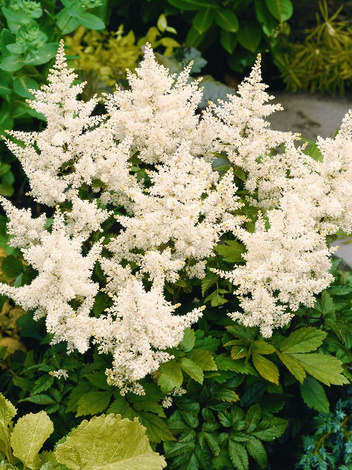 Tawułka (Astilbe japonica) 'Deutschland' 1 szt.