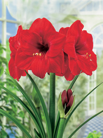 Zwartnica (Hippeastrum) 'Red Lion' - cebulka XXL  1 szt.