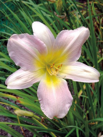 Liliowiec (Hemerocallis) 'Catherine Woodbury'