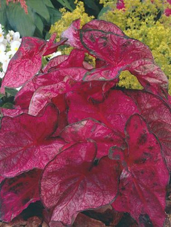 Obraźnica (Caladium) Fannie Munson