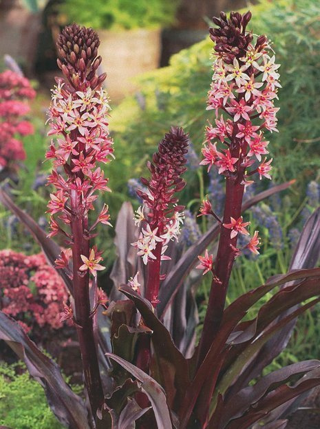 Eukomis czubaty (Eucomis comosa)