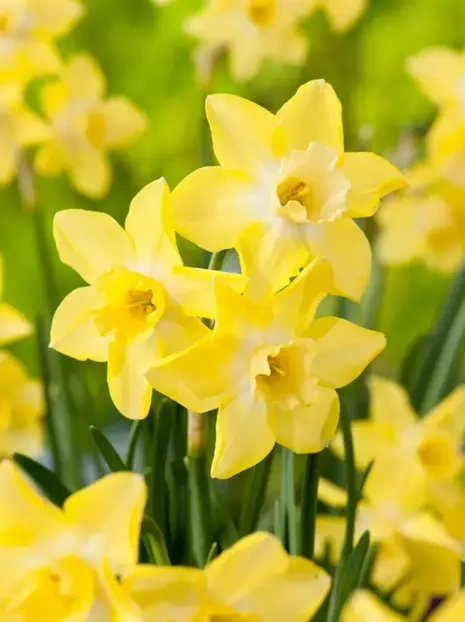 Narcyz Botaniczny (Narcissus) 'Pipit' 5 szt.