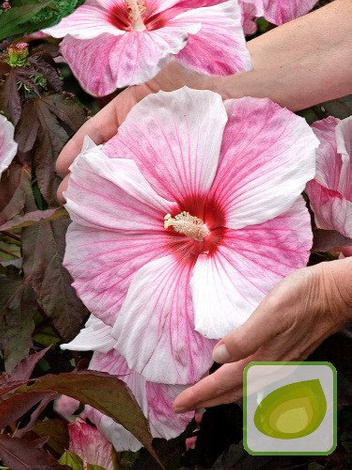 Ketmia (Hibiscus) Kopper King