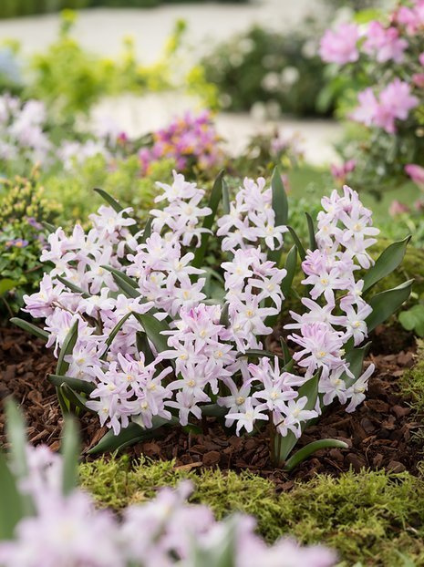 Śnieżnik Lśniący (Chionodoxa forbesii) 'Pink Giant' 10 szt.