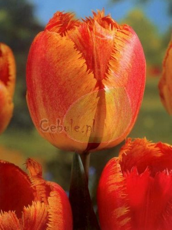 Tulipan Fringed Solstice