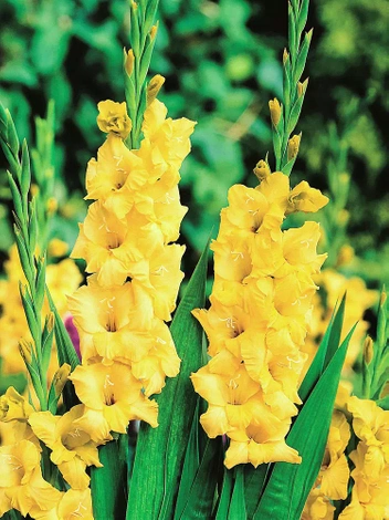 Mieczyk (Gladiolus) 'Lemon Drop'