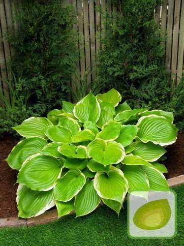 Funkia (Hosta) Winter Snow