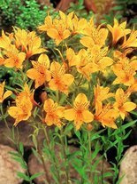 Alstremeria (Alstroemeria) 'Yellow Princess' 1 szt.