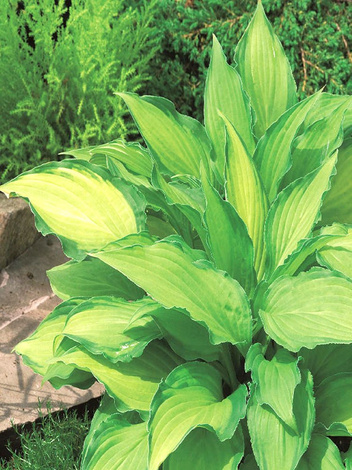 Funkia (Hosta) 'Lady Guinevere'