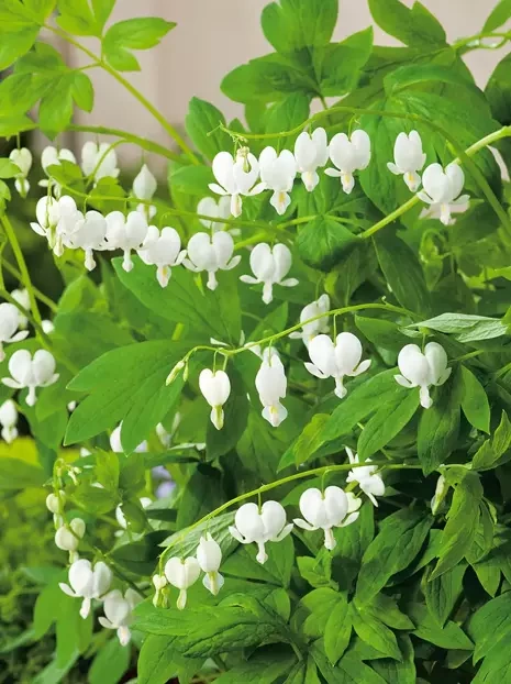 Serduszka (Dicentra formosa alba)