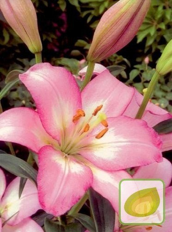 Lilia (Lilium) Samur