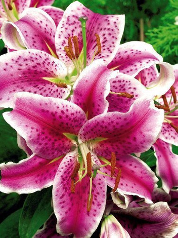 Lilia (Lilium) 'La Mancha'