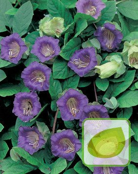 Nasiona Kobea Pnąca Fioletowa - Cobaea Scandens