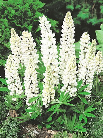 Łubin (Lupinus) Biały