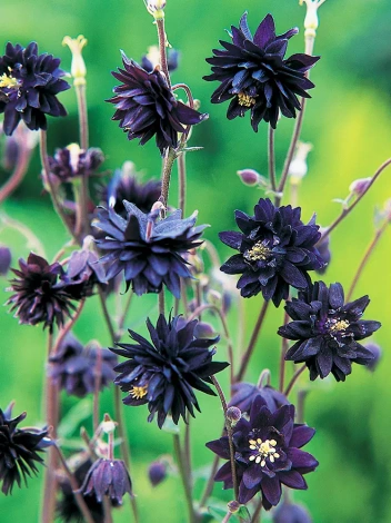 Orlik (Aquilegia) 'Barlow Black' 1 szt.