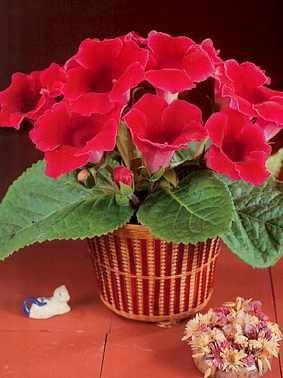 Gloxinia Etoile De Feu