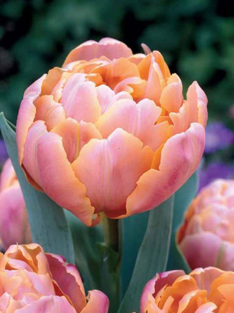 Tulipan Pełny Późny (Tulipa) 'Pink Star' 5 szt.