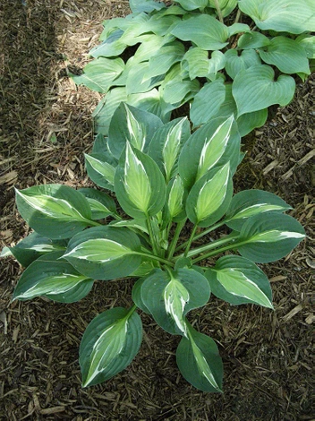 Hosta 'Snake Eyes'