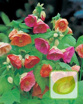 Nasiona Zaślaz Mieszańcowy - Abutilon