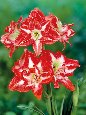 Zwartnica (Hippeastrum) 'Pasadena' 1 szt.