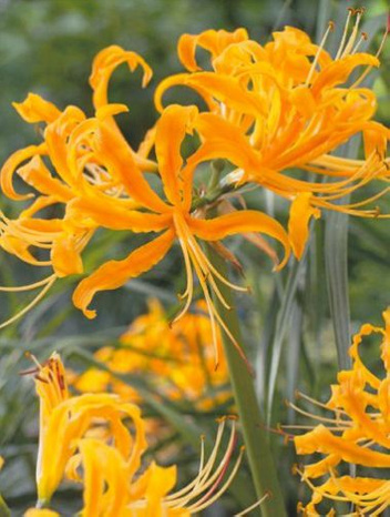 Likoris (Lycoris) Aurea