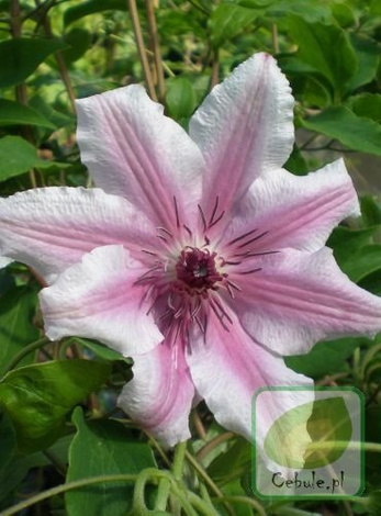 Powojnik (Clematis) Carnaby