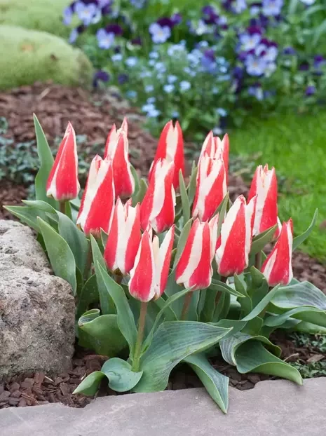 Tulipan (Tulipa) Niski 'Buddy' 5 szt