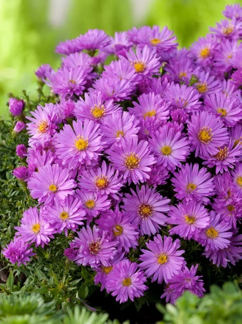 Aster krzaczasty (Aster dumosus) 'Anneke' 1 szt.