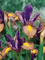 Kosaciec holenderski (Iris hollandica) 'Picasso'