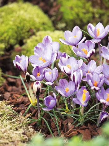 Krokus (Crocus) Spring Beauty  5 szt.