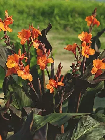 Paciorecznik (Canna) 'Wyoming' 1 szt.