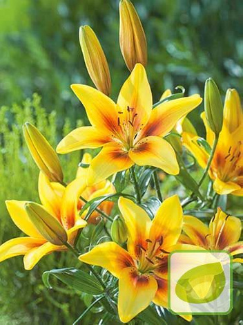 Lilia azjatycka ( Lilium ) Pieton 1 szt.