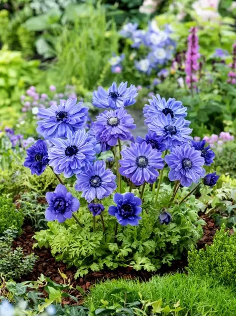 Zawilec (Anemone coronaria) 'Lord Lieutenant' 5 szt.