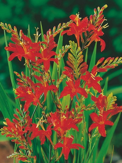 Cynobrówka (Crocosmia) 'Masonarum' 5 szt.