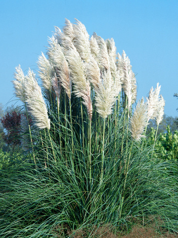 Trawa pampasowa (Cortaderia selloana) Biała 1 szt.