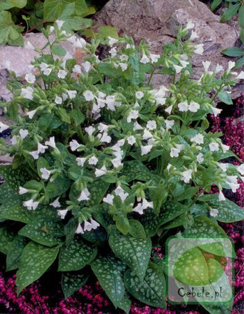 Miodunka (Pulmonaria) Sissinghurst White