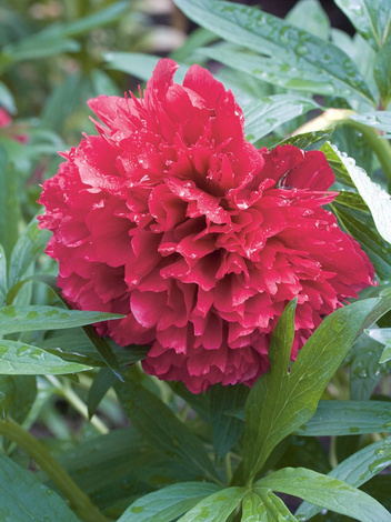 Piwonia (Paeonia) 'Rubra Plena' 1 szt.