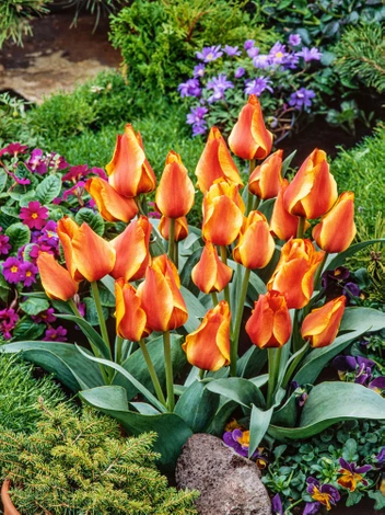 Tulipan Greiga (Tulipa) 'Compostella' 5 szt.