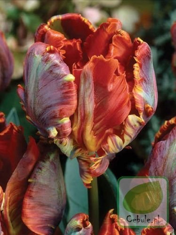 Tulipan BLUMEX 11/12