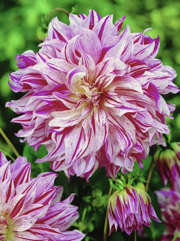 Dalia (Dahlia) 'Bristol Stripe'