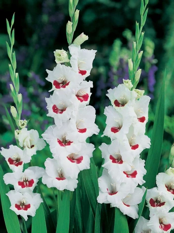 Mieczyk (Gladiolus) 'Fiorentina'