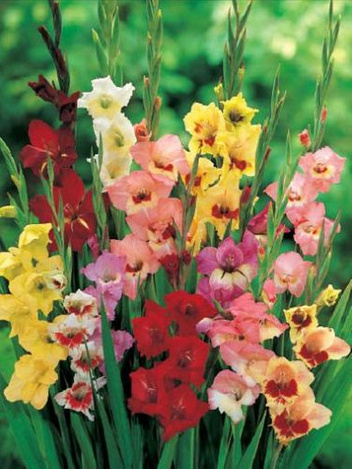 GIGAPAKA Mieczyk (Gladiolus) MIX