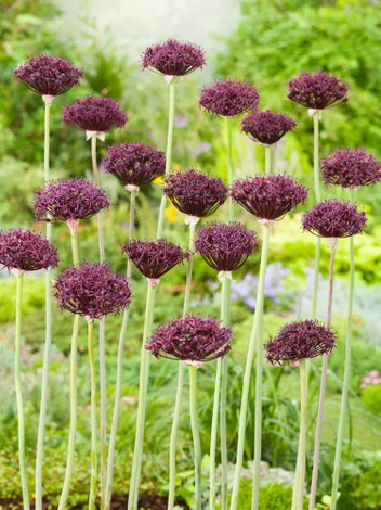 Czosnek (Allium) 'Firmament' 1 szt.