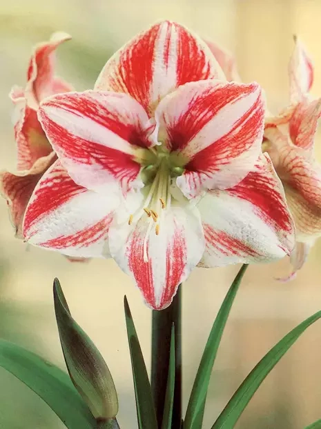 Amarylis ( Hippeastrum ) 'Clown' cebulka XXL 1 szt.