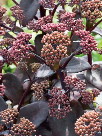 Rozchodnik (Sedum) 'Yellow Xenox'