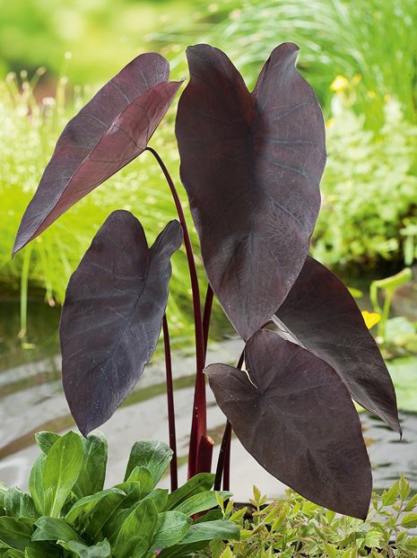 Kolokazja (Colocasia) 'Black Magic' 1 szt.