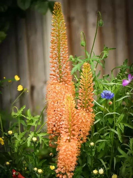 Pustelnik (Eremurus) 'Cleopatra' 1 szt.