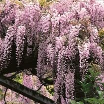 Glicynia (Wisteria floribunda) 'Honbeni' Różowa