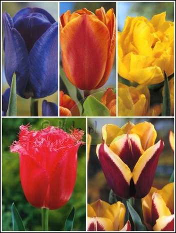 Zestaw Tulipany Mix