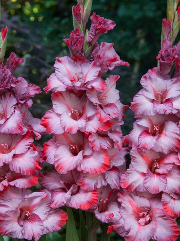 Mieczyk (Gladiolus) 'Ted's Trump' 5 szt.